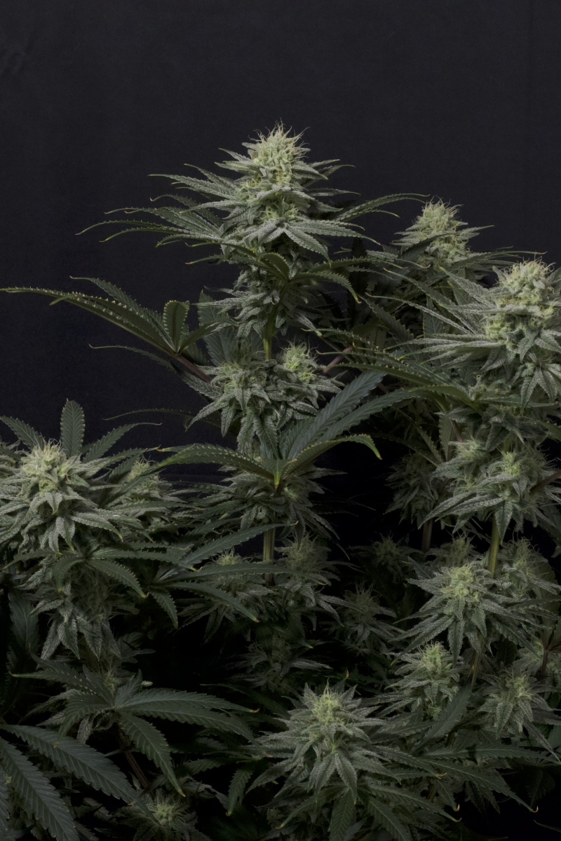 Photo of GG4 Sherbet FF