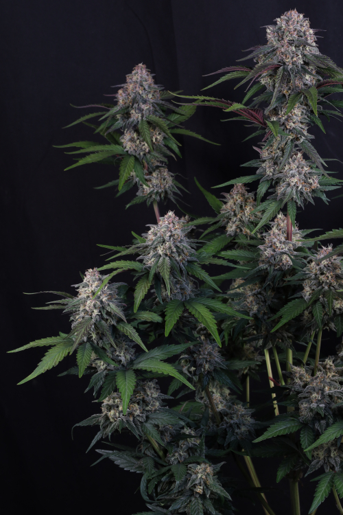 Lemon Cherry Sundae Auto