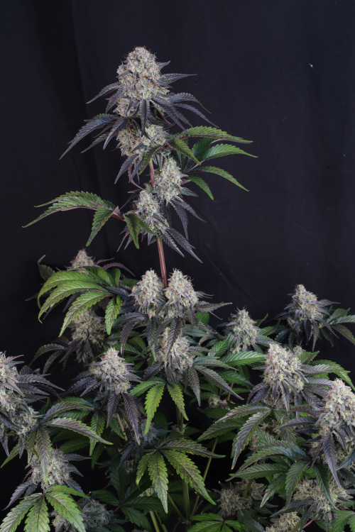 Sundae Frost Auto
