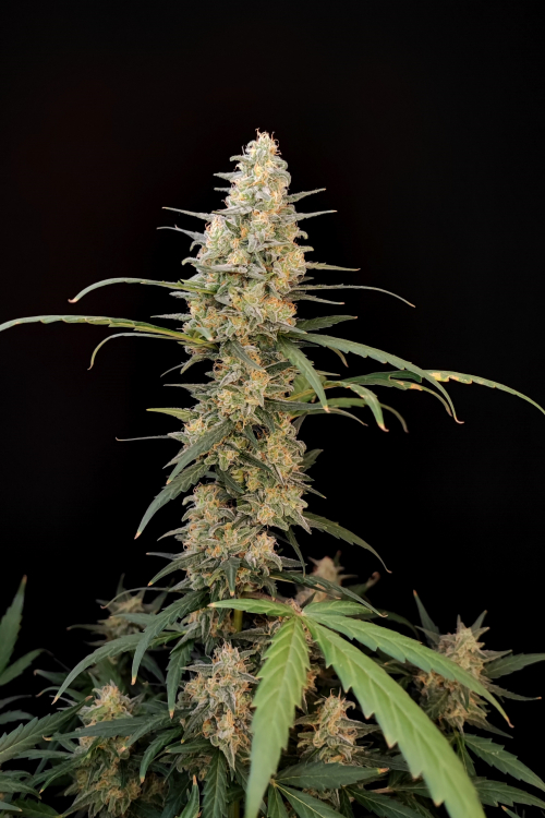 Critical Auto
