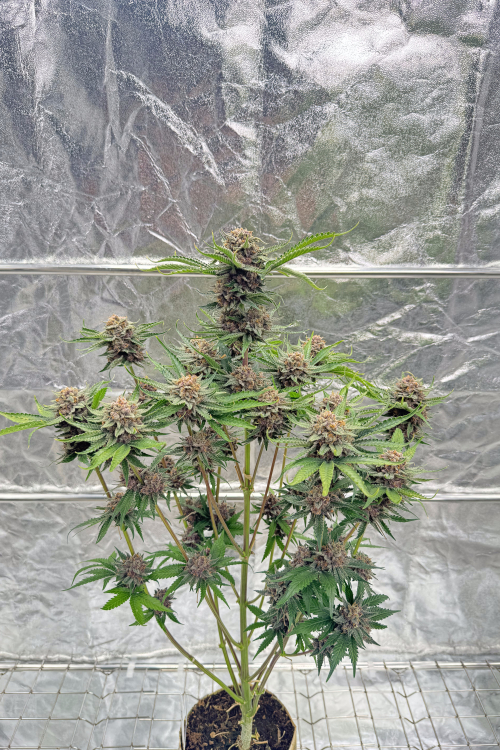 Cherry Cola Auto RF3