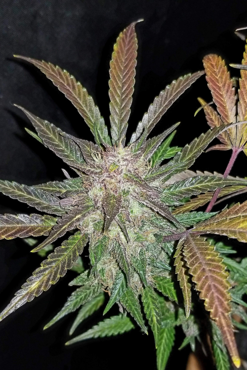 Cream Cookies Auto