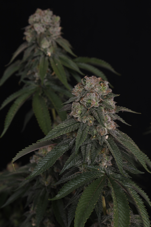 GG4
