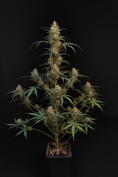 Chemdawg Auto
