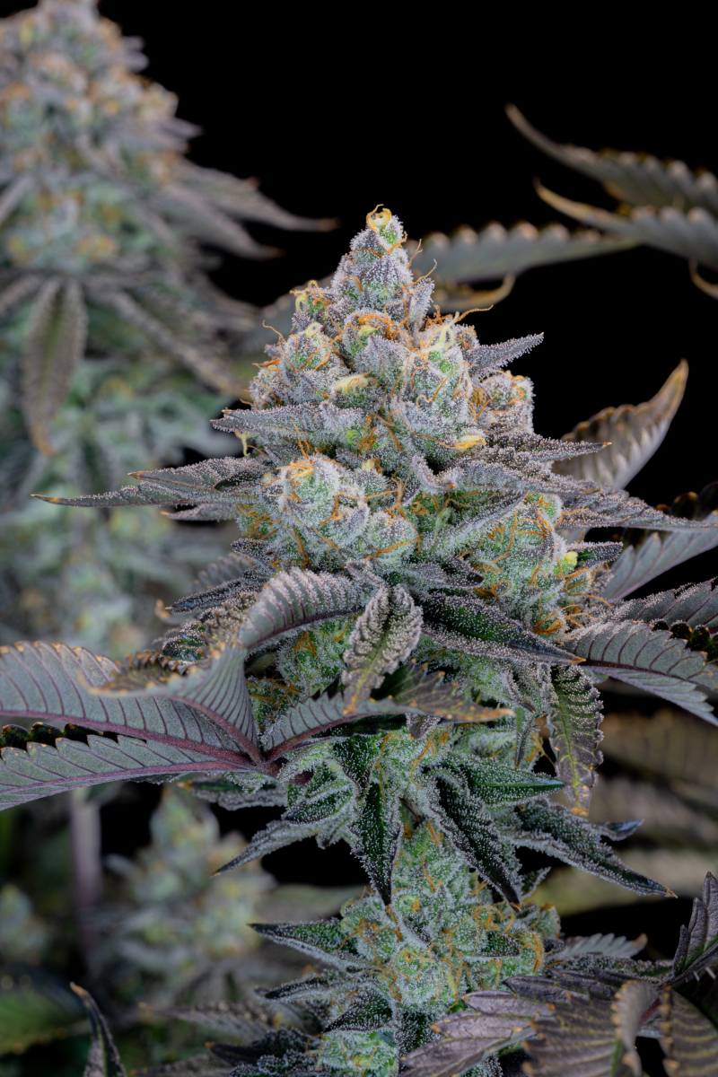 Photo of Gorilla Cookies FF