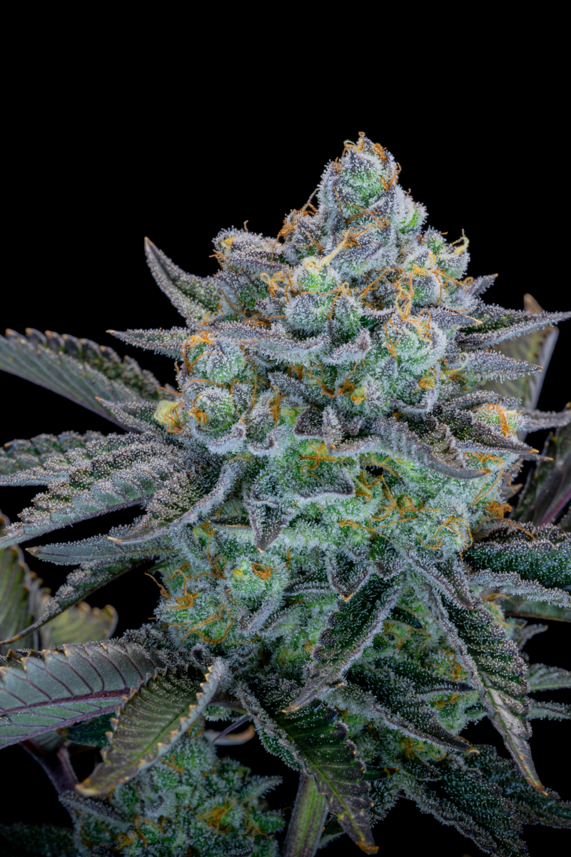 Photo of Gorilla Cookies FF