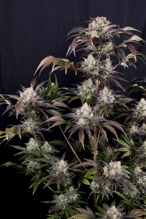 Frostbanger Auto