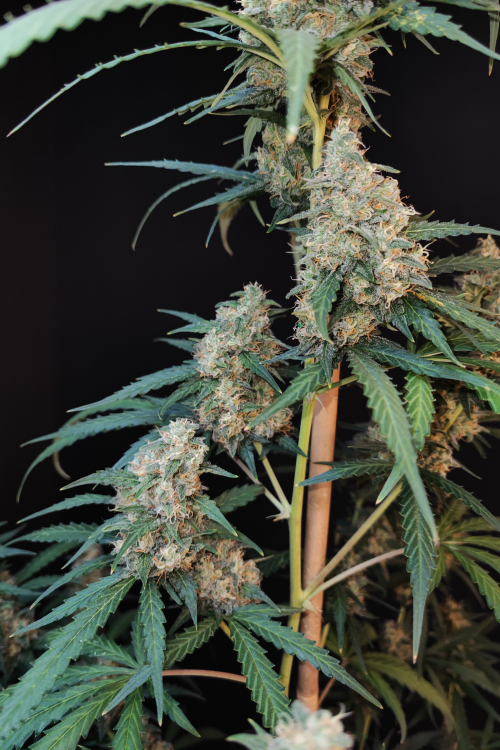 Cheese Auto
