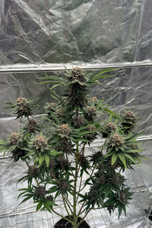 Cherry Cola Auto RF3