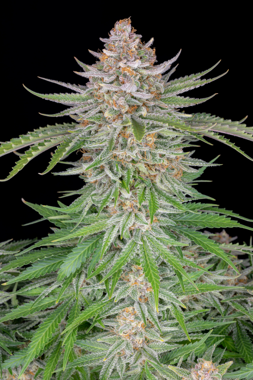 Strawberry Pie Auto