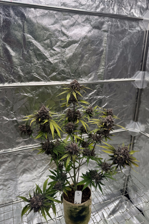 Cherry Cola Auto RF3