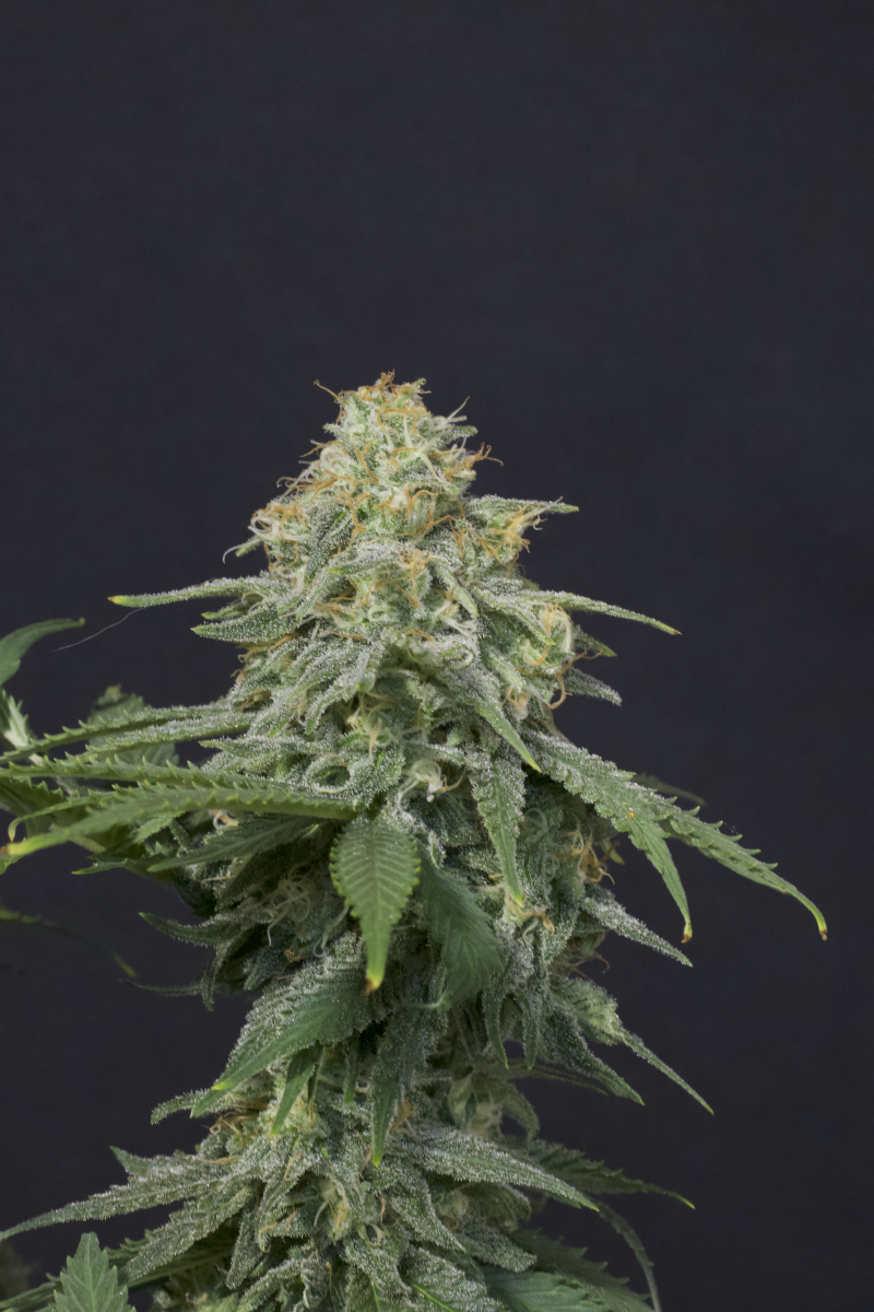 Photo of Wedding Cheesecake FF