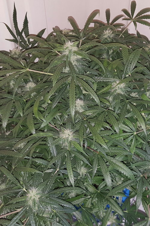 Green Crack Auto