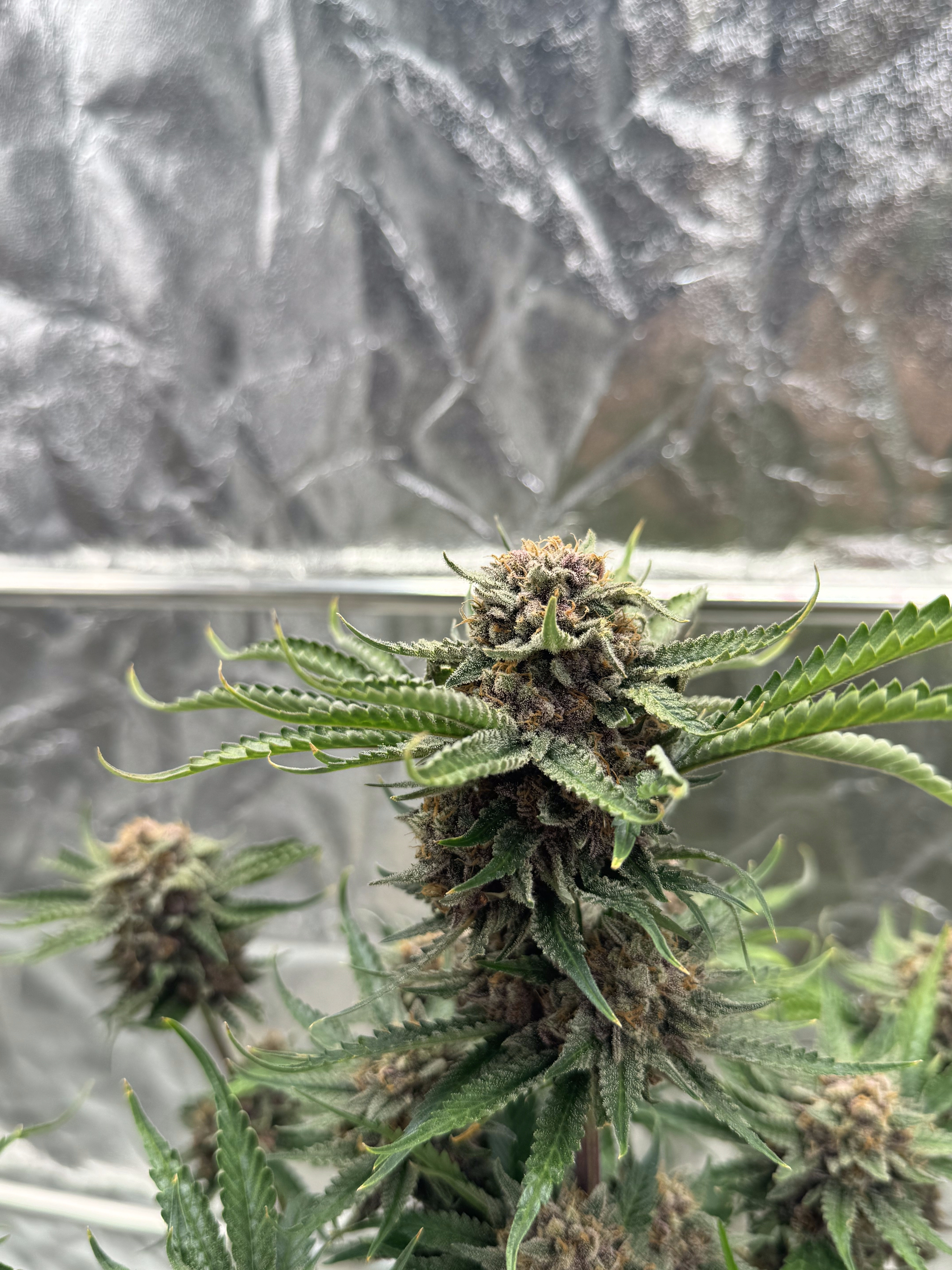 Cherry Cola Auto RF3