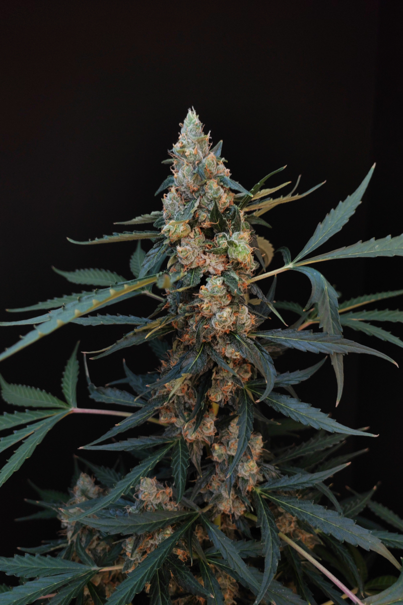 Photo of Northern Lights Auto