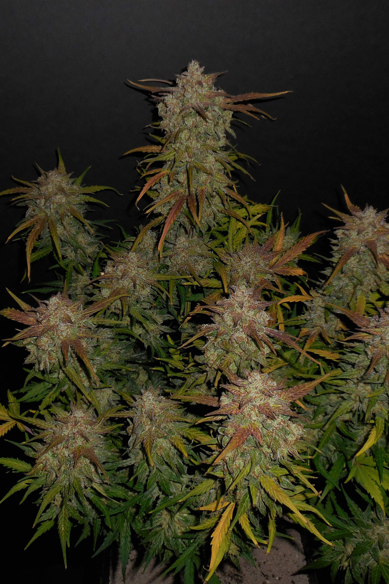 Photo of Lemon AK Auto