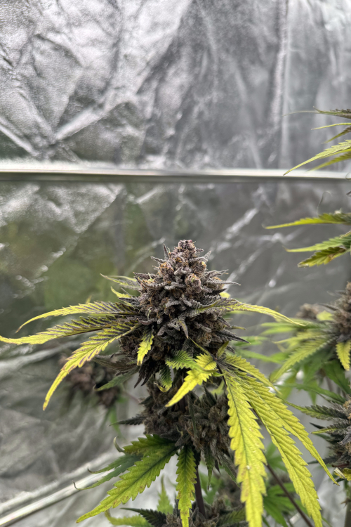 Cherry Cola Auto RF3