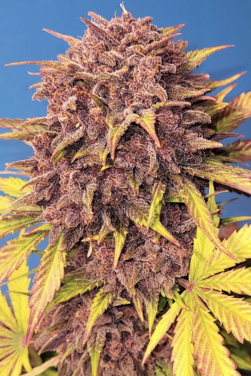 Photo of Purple Lemonade Auto