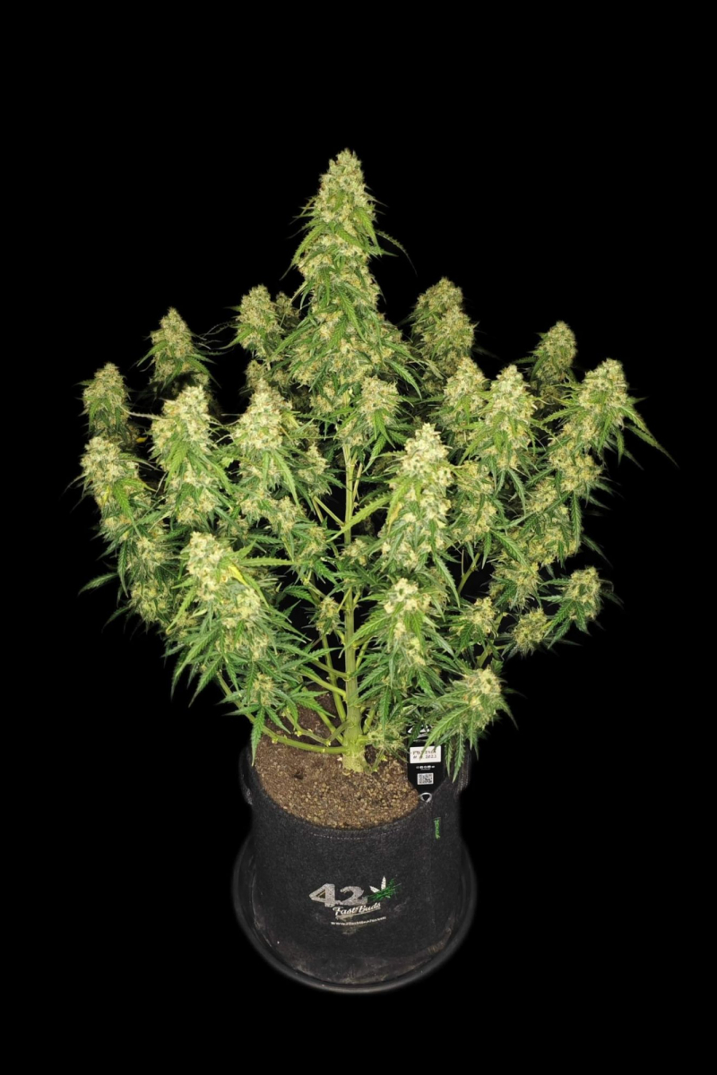 Photo of Sour Jealousy Auto