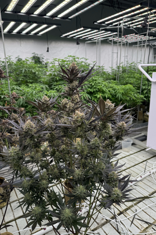 Guava Auto RF3