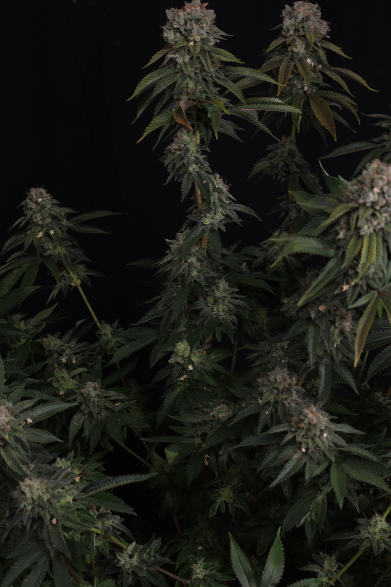 Photo of GG4