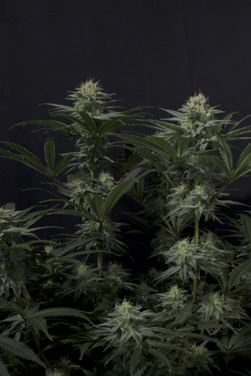 Photo of GG4 Sherbet FF