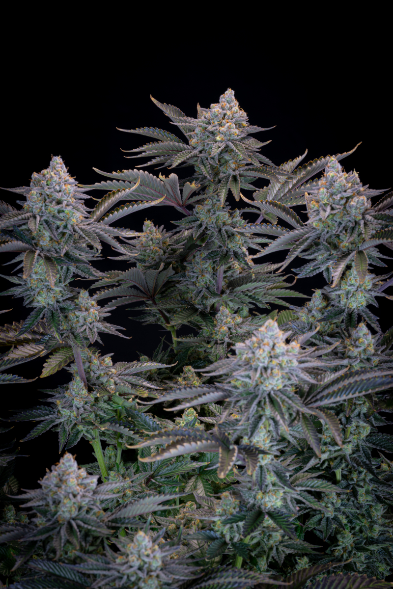 Photo of Gorilla Cookies FF