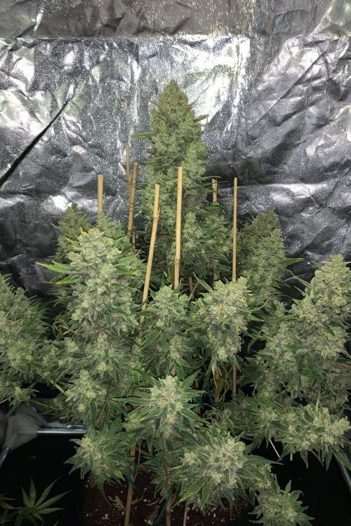 OG Kush Auto