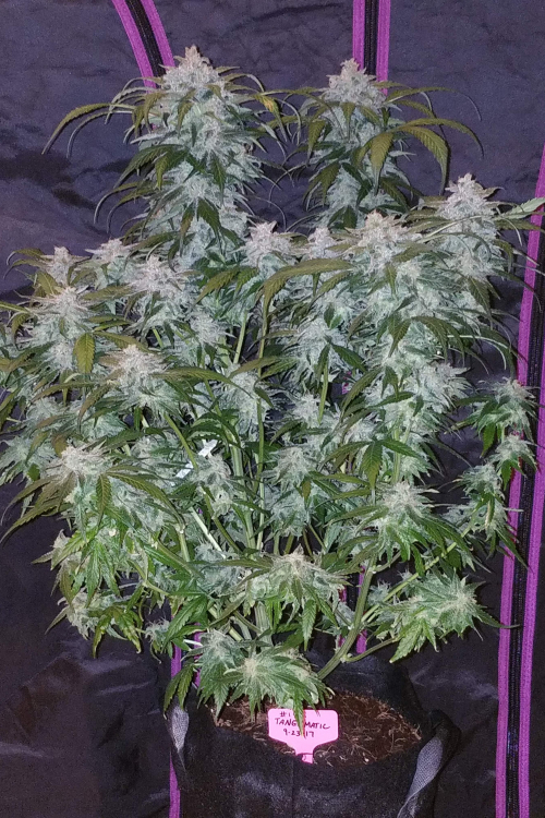 Tangie Auto