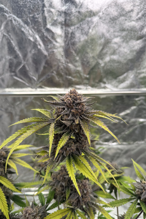 Cherry Cola Auto RF3