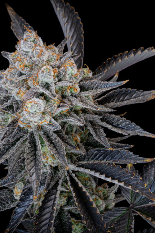 Gorilla Cookies FF