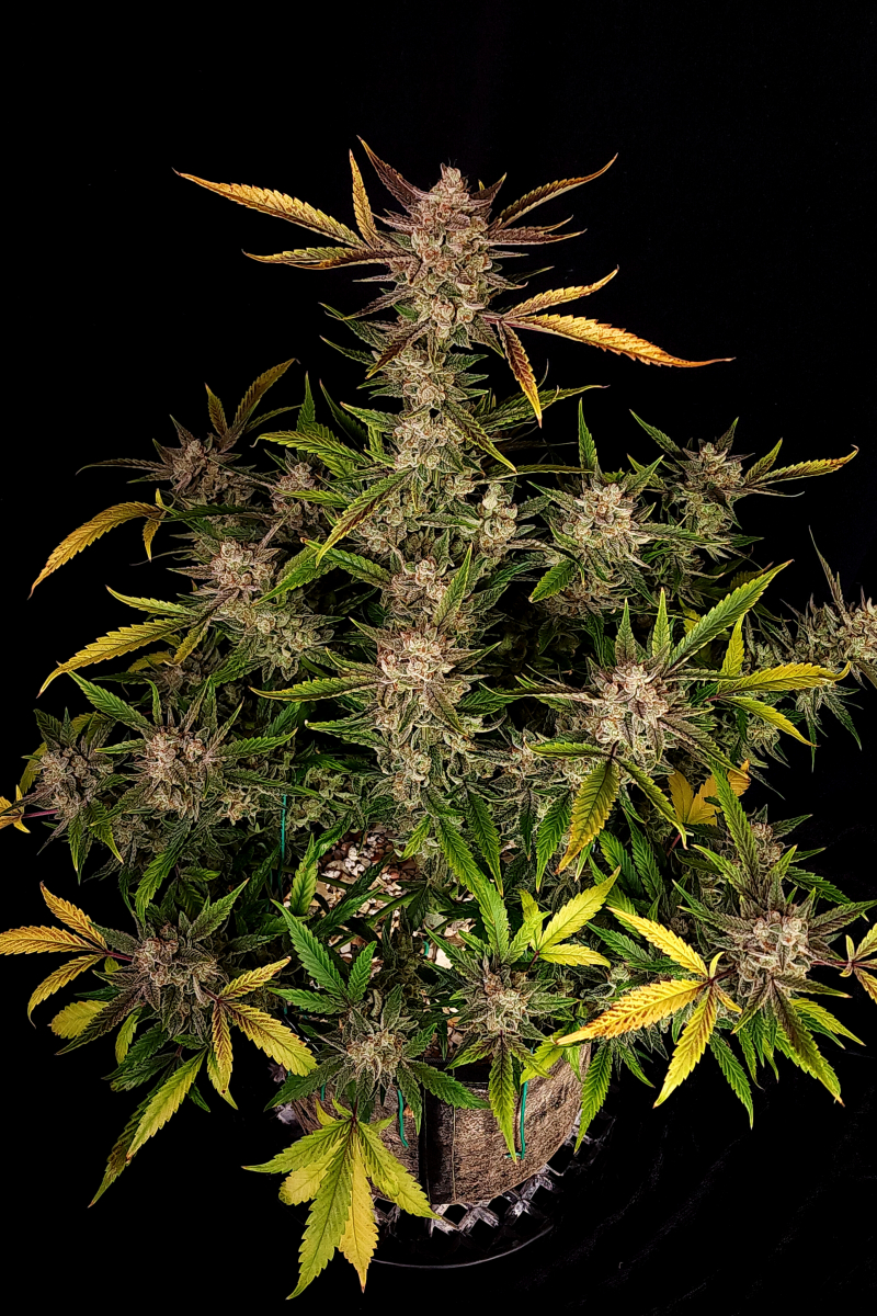 Photo of Ztrawberriez Auto