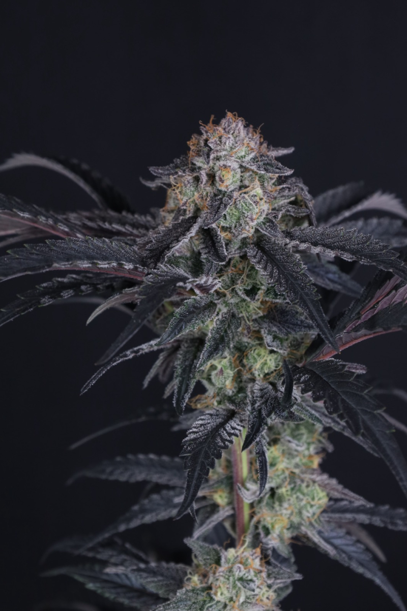 Photo of Mendo Frost Auto