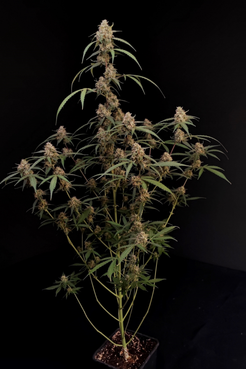 AK Auto