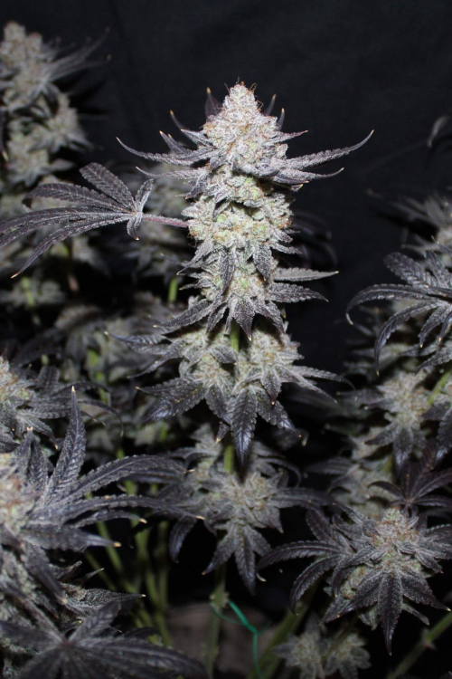 Tropicana Cookies FF