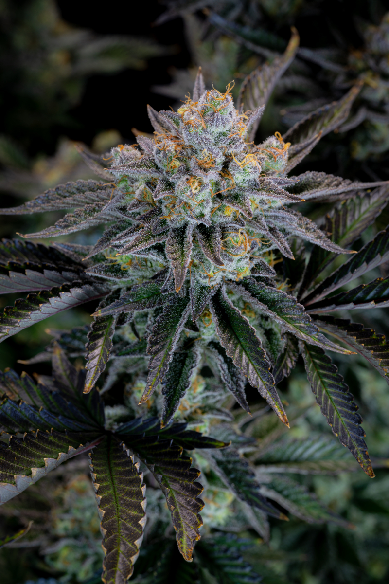 Photo of Gorilla Cookies FF