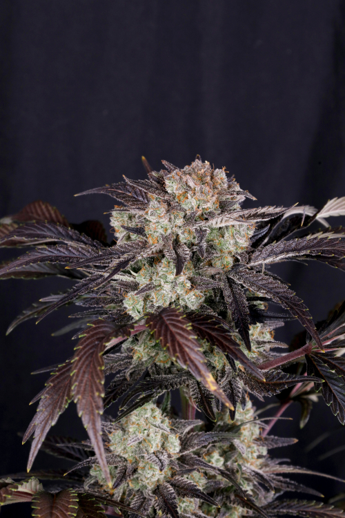 Frostbanger Auto