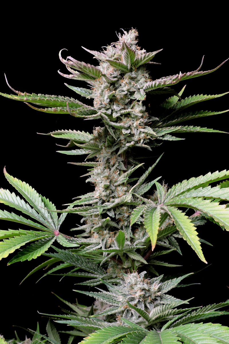 Photo of Cherry Cola Auto