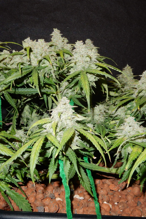 Green Crack Auto