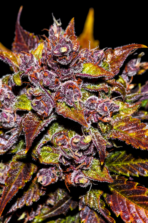 Blackberry Auto