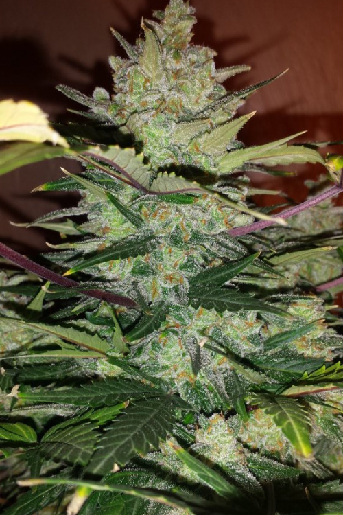 Green Crack Auto