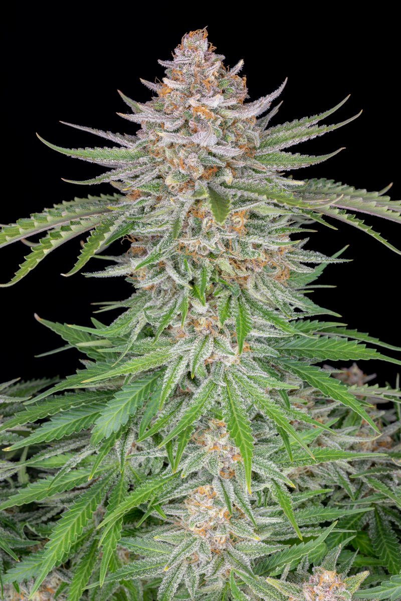 Photo of Strawberry Pie Auto