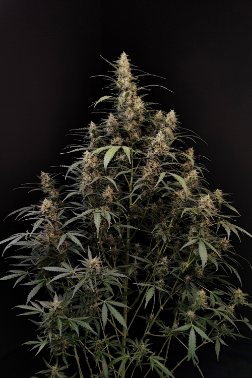 Amnesia Haze Auto