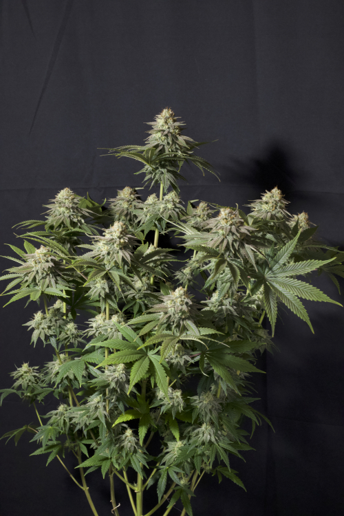 Orange Sherbet FF