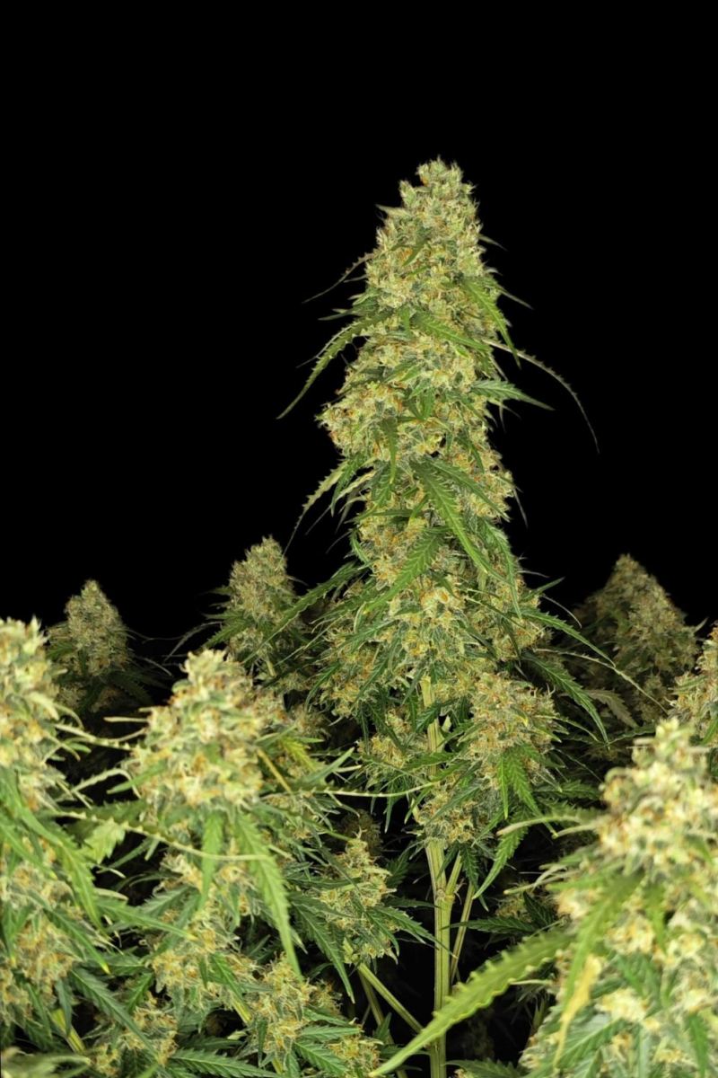 Photo of Sour Jealousy Auto