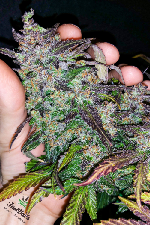 Fastberry Auto