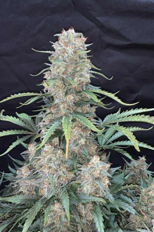 Afghan Kush Auto