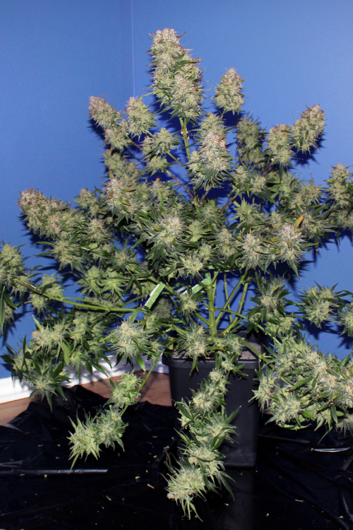 Girl Scout Cookies Auto