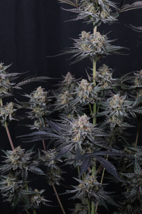Mendo Guava Auto