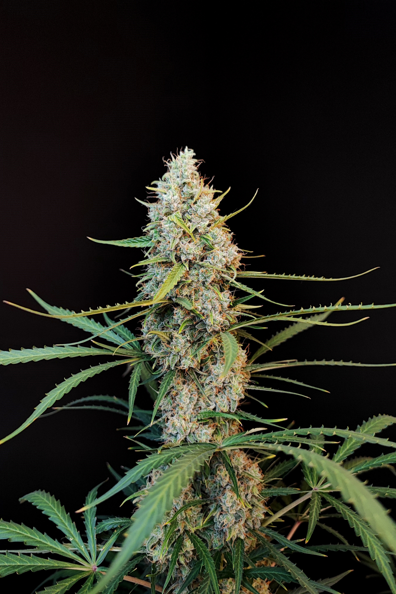 Photo of Jack Herer Auto